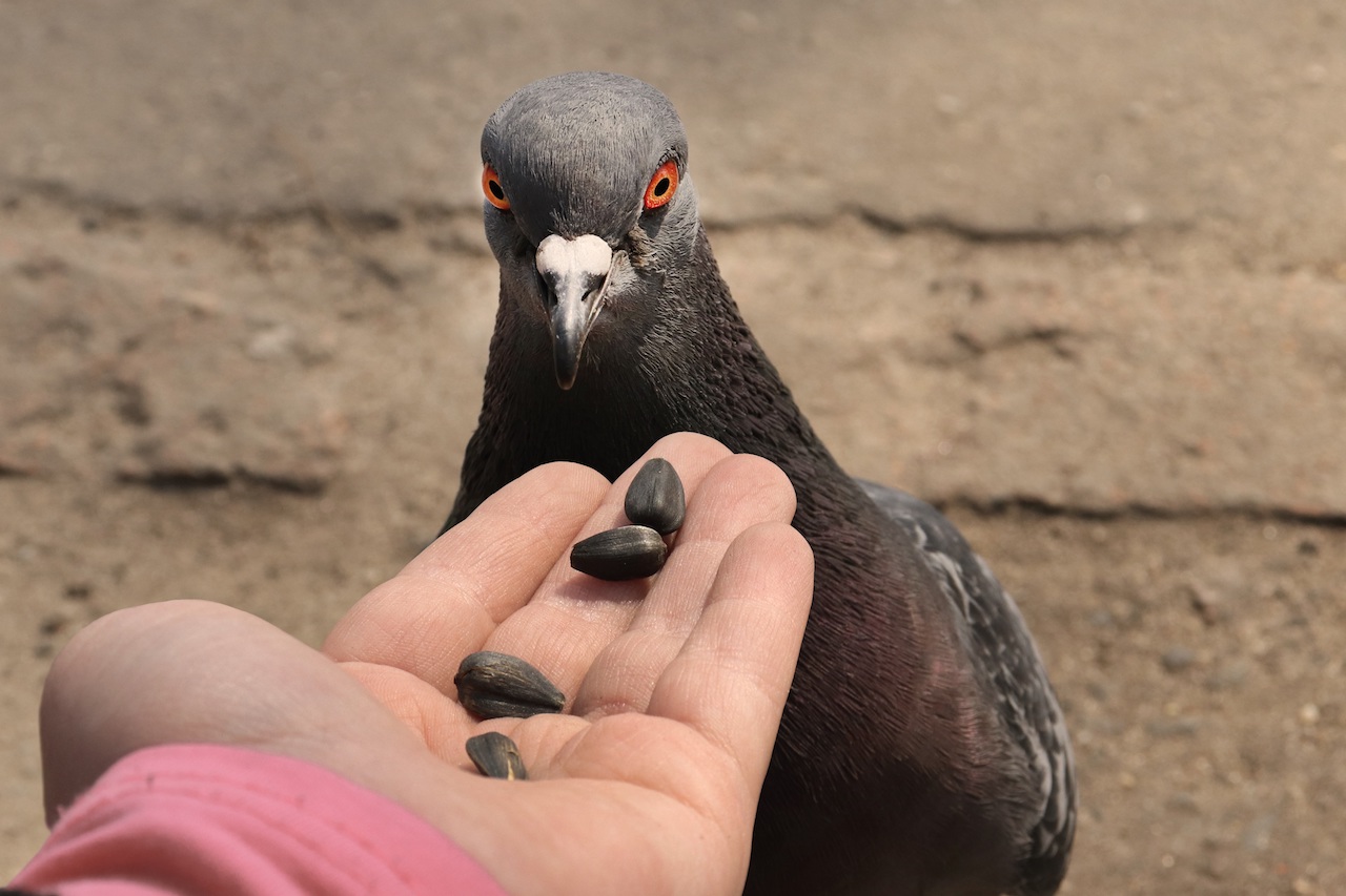 Offering seeds to a pigeon